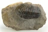 Detailed Reedops Trilobite - Atchana, Morocco #312769-1